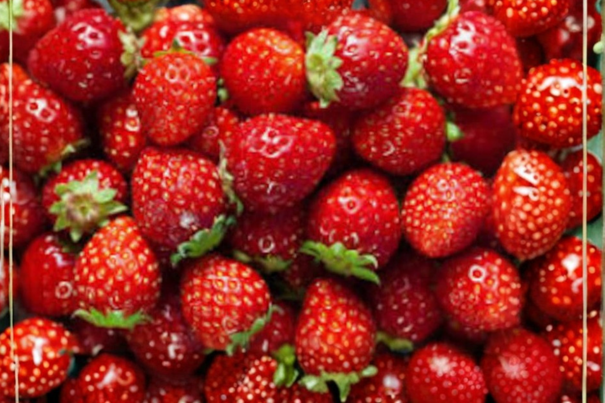 Giant Strawberry Seeds - 200 Pack Fragaria × ananassa for Garden, Containers or Beds