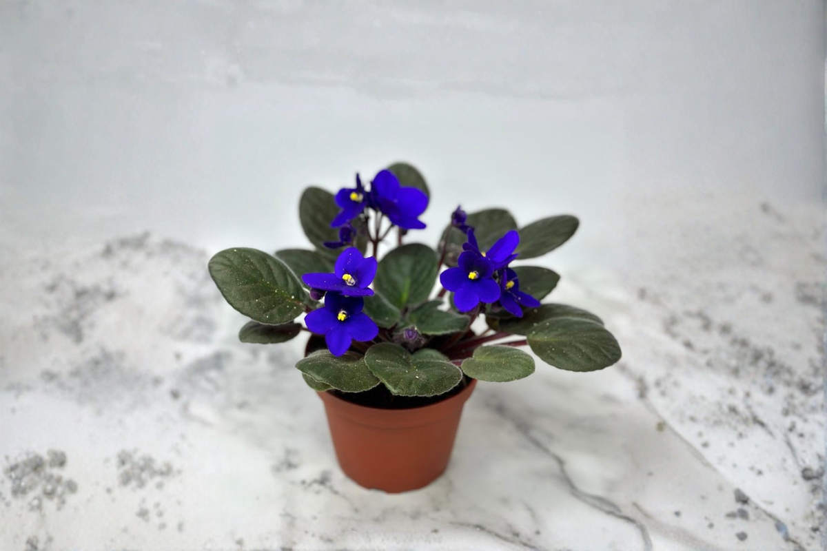 African Violet Live Plant - 4-Inch Pot, Purple Bloom Saintpaulia