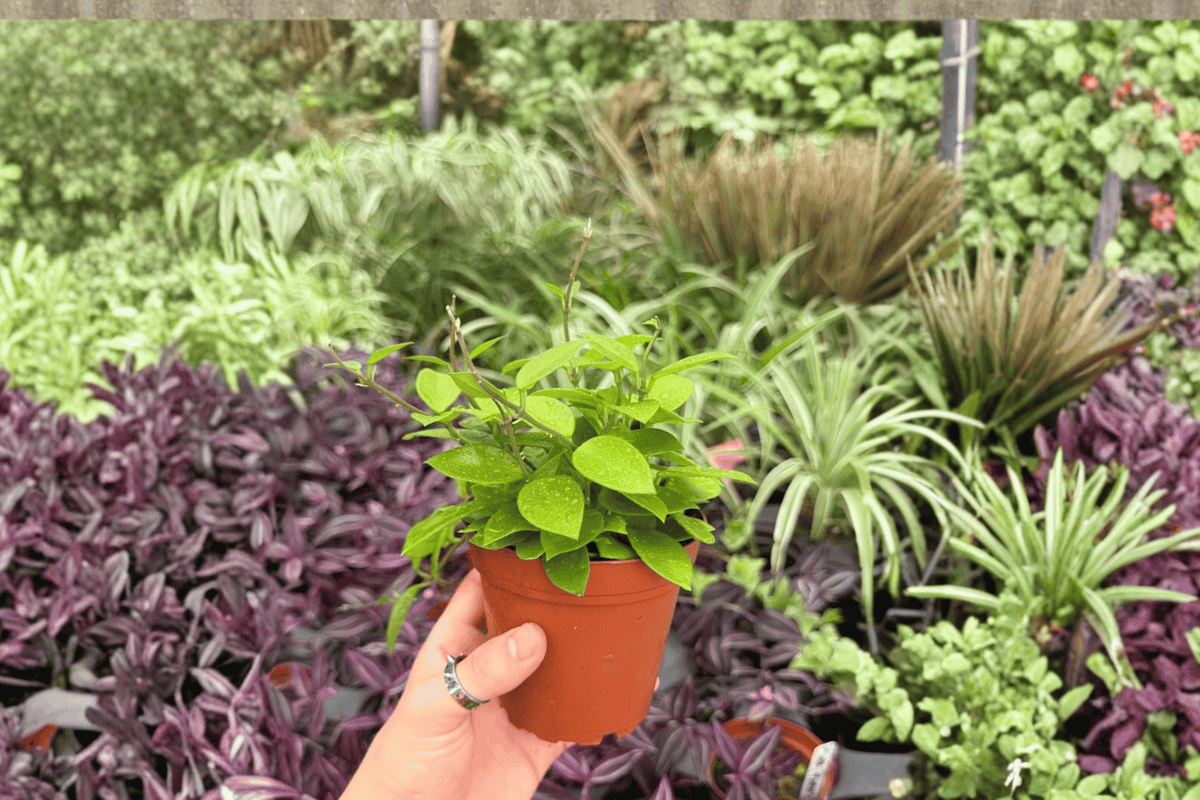 Hoya Chouke Live Plant – 2 Plants in 4" Pot (Vining Indoor Foliage)