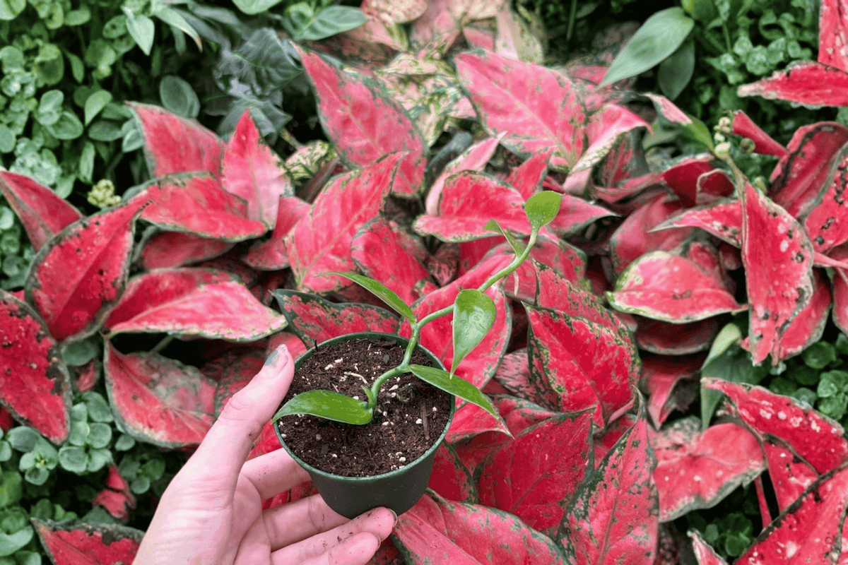 Vanilla planifolia Vanilla Bean Orchid Starter Plants – 2-Pot (2 plants)