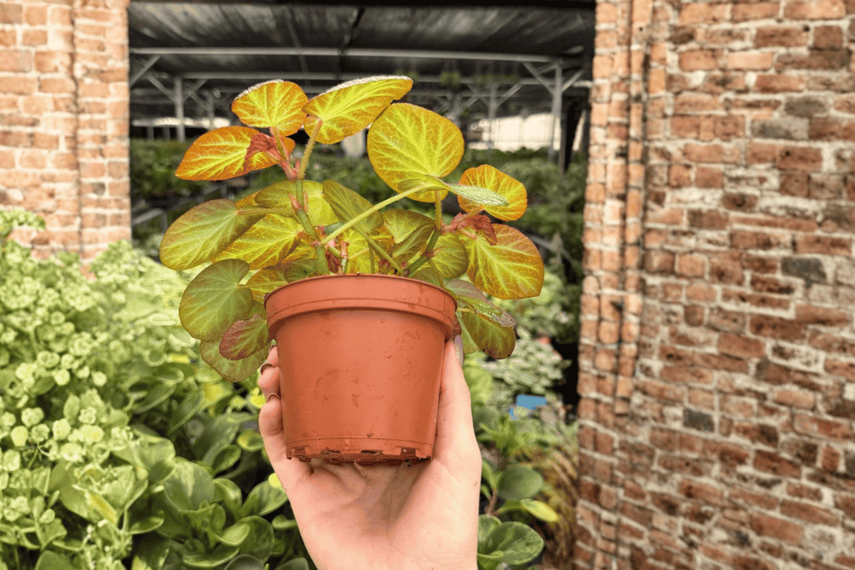 Begonia Manaus 2 Live Plants in 4-Inch Pots | Exact Plants Potted