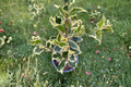 Variegated English Holly Argentea Marginata Live Plant in 4" Pot | Ilex aquifolium Evergreen Shrub