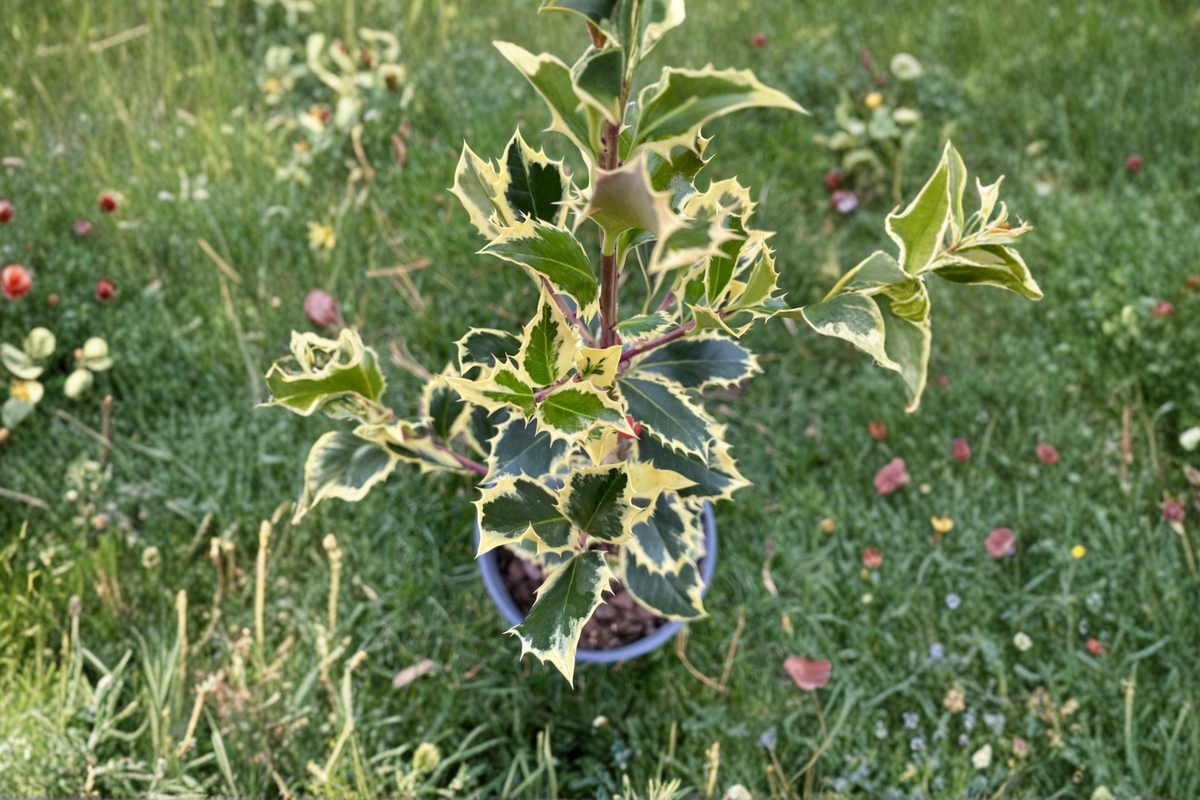 Variegated English Holly Argentea Marginata Live Plant in 4" Pot | Ilex aquifolium Evergreen Shrub