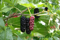 Contorted Mulberry Tree - 1 Gallon Potted Live Plant