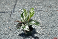 Calathea Stella Live Plant - Rooted 3" Pot, Pet Friendly
