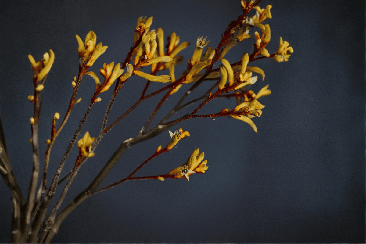 Yellow Gem Kangaroo Paw Anigozanthos ‘Yellow Gem’ 1 Gal Live Plant