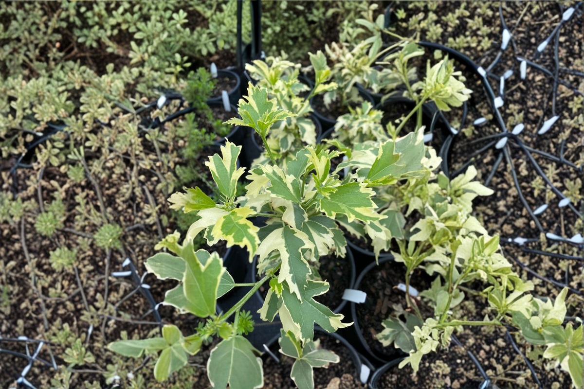 Hillis Variegated Rose of Sharon Hibiscus syriacus – 1 Gal Live Plant
