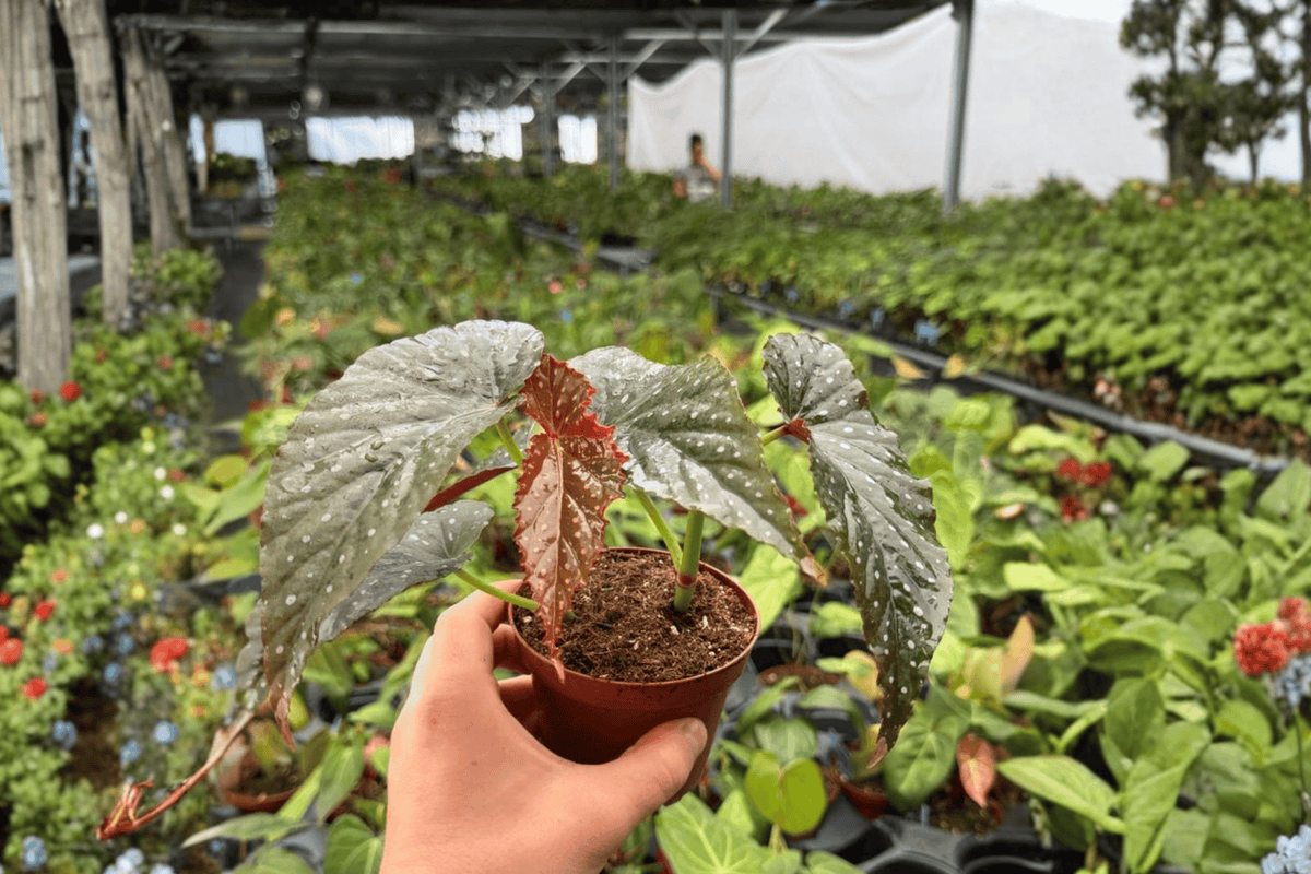 Begonia Harmony’s Dark Dagger - 2 Exact Live Bare-Root Plants, 4-Inch Pot Size