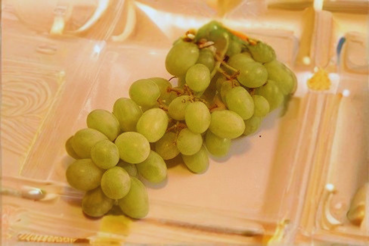 Siebel 9110 Grape Vine - 1 Gallon Live Plant for Trellis / Backyard Vineyard