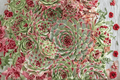 Chick Charms Mint Marvel Hens and Chicks - Sempervivum 'Mint Marvel' (1 Live Plant, 4-Inch Pot)