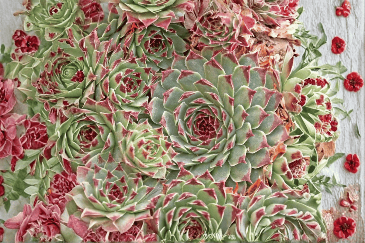 Chick Charms Mint Marvel Hens and Chicks - Sempervivum 'Mint Marvel' (1 Live Plant, 4-Inch Pot)