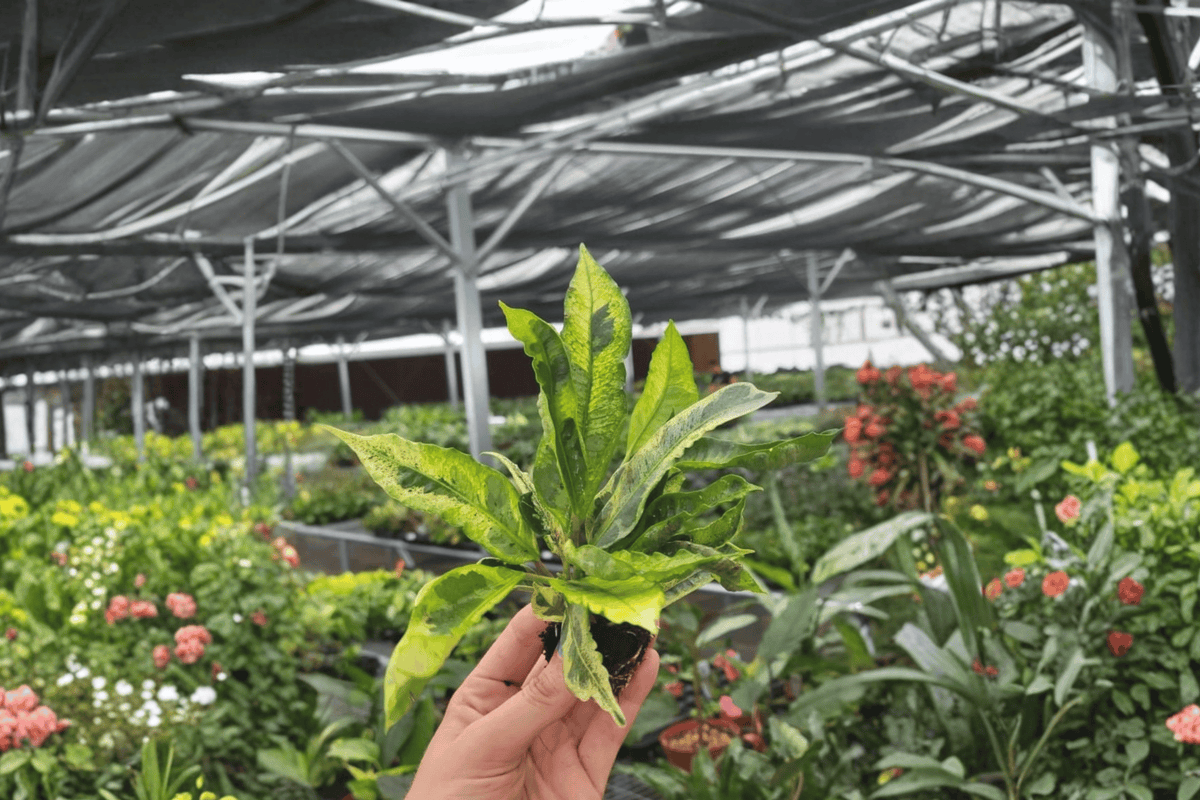 Codiaeum variegatum Starter Plants | 2 Bare-Root Croton Cuttings