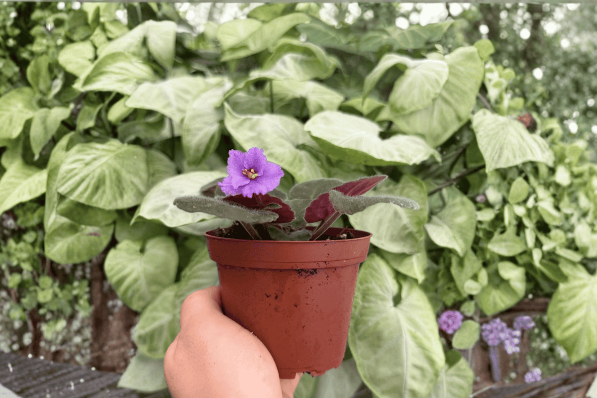 Buckeye Country Gal African Violet - 2 Exact Live Plants in 4" Pot (Bare Root)