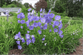 Peach-Leaved Bellflower Campanula persicifolia - 4-Inch Live Plant