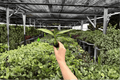 Variegated Epipremnum amplissimum Starter Plants - 2 Live Plants