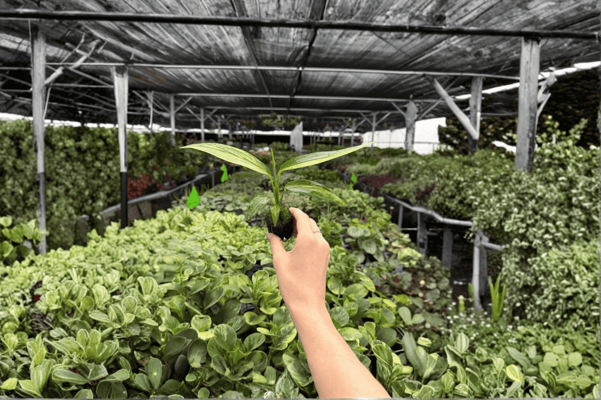 Variegated Epipremnum amplissimum Starter Plants - 2 Live Plants