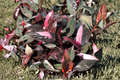 Pink Princess Marble Galaxy Philodendron Live Plant - Rooted Starter 2-Inch Pot