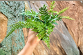 Autumn Fern - Dryopteris erythrosora Live Starter Plant | Copper Green Foliage, Indoor/Outdoor