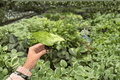Alocasia Snow Odora Batik Variegated Starter Plants (2) - Live Potted or Bare Root Unrooted