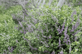 Vitex 'Summertime Blues' Chaste Tree - 1-Gallon Live Plant