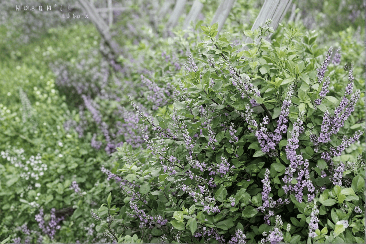 Vitex 'Summertime Blues' Chaste Tree - 1-Gallon Live Plant