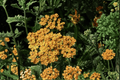 Terracotta Yarrow Achillea millefolium ‘Terracotta’ — 1 Live Plant in 4-Inch Pot