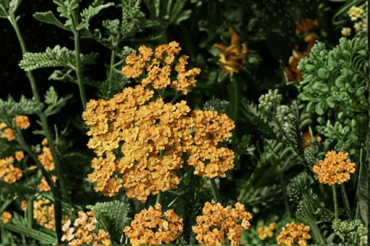 Terracotta Yarrow Achillea millefolium ‘Terracotta’ — 1 Live Plant in 4-Inch Pot
