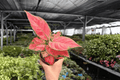 Aglaonema Super Pink - 2 Exact Live Plants in 4-Inch Pots
