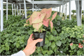 Syngonium Neon Pink Live Plants - 2 Exact Plants in 4-Inch Pots