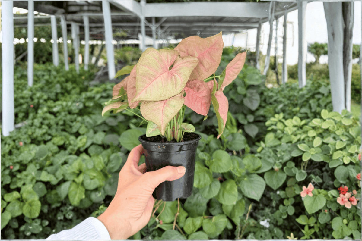 Syngonium Neon Pink Live Plants - 2 Exact Plants in 4-Inch Pots