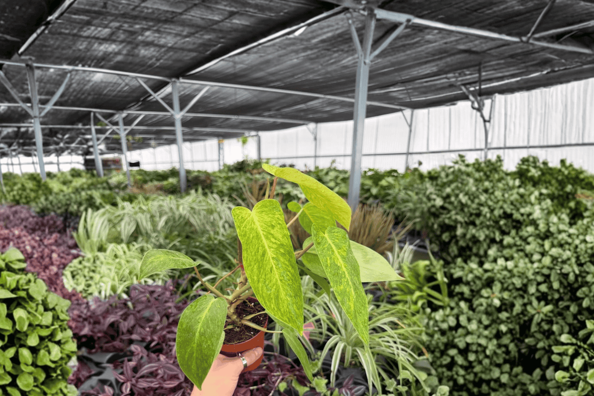 Philodendron Painted Lady - 2 Live Plants in 4" Pot (Exact Plants)
