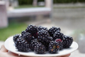 Dwarf Blackberry Seeds - 15 Fresh Seeds for Indoor/Outdoor Growing