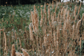 Karl Foerster Feather Reed Grass - 1 Live Plant in 4-Inch Pot