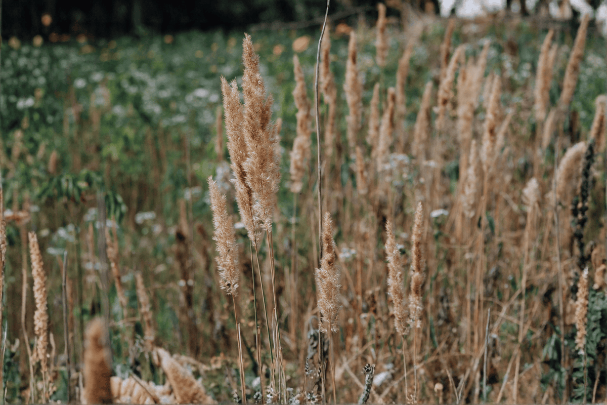 Karl Foerster Feather Reed Grass - 1 Live Plant in 4-Inch Pot