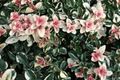 Foxley Thyme (Thymus pulegioides) - 4-Inch Live Plant, 1 Count