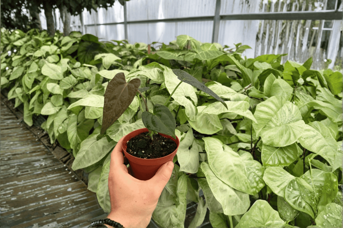 Anthurium Fort Sherman x Dark Silver Live Plants - 4-Inch Pots (2 Exact Plants)