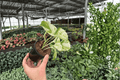 Manjula Pothos (Epipremnum aureum 'Manjula') - 2 Live Plants in 4-Inch Pots
