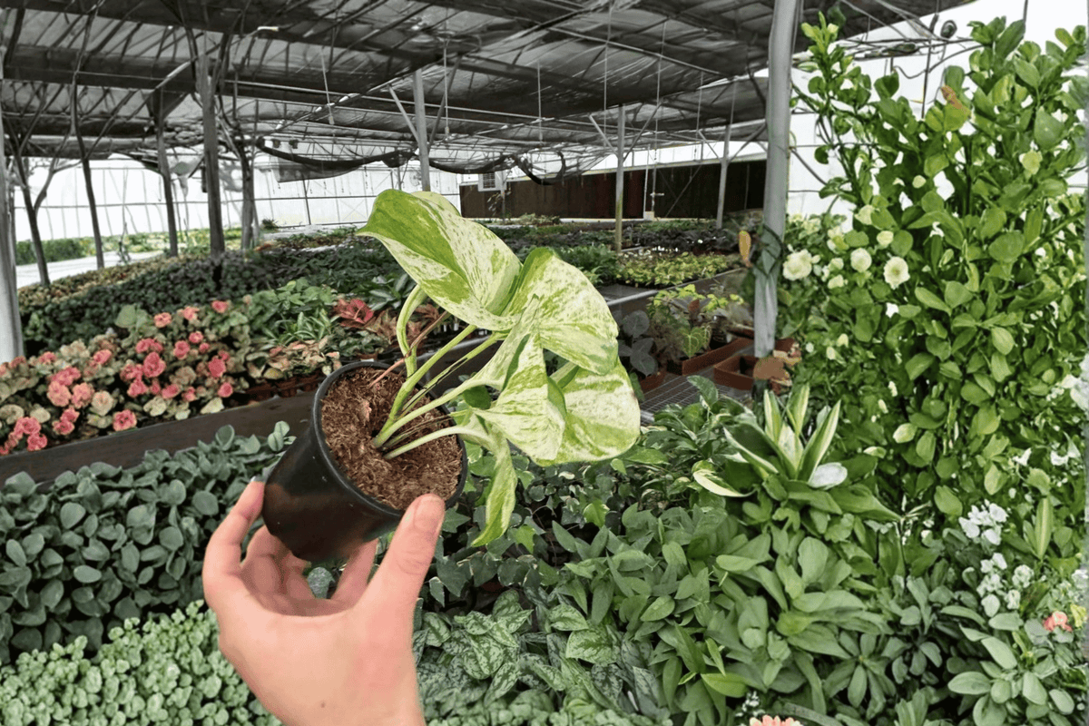 Manjula Pothos (Epipremnum aureum 'Manjula') - 2 Live Plants in 4-Inch Pots