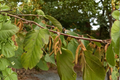 Farges Hazelnut Live Tree Corylus fargesii - 2 Gallon Pot