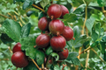 Hinnomaki Red Gooseberry Live Plant | Ribes uva-crispa – Fruiting Shrub