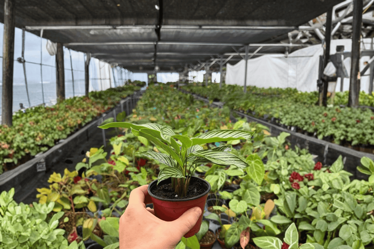 Calathea Vittata 2 Live Plants - 4-Inch Bare Root