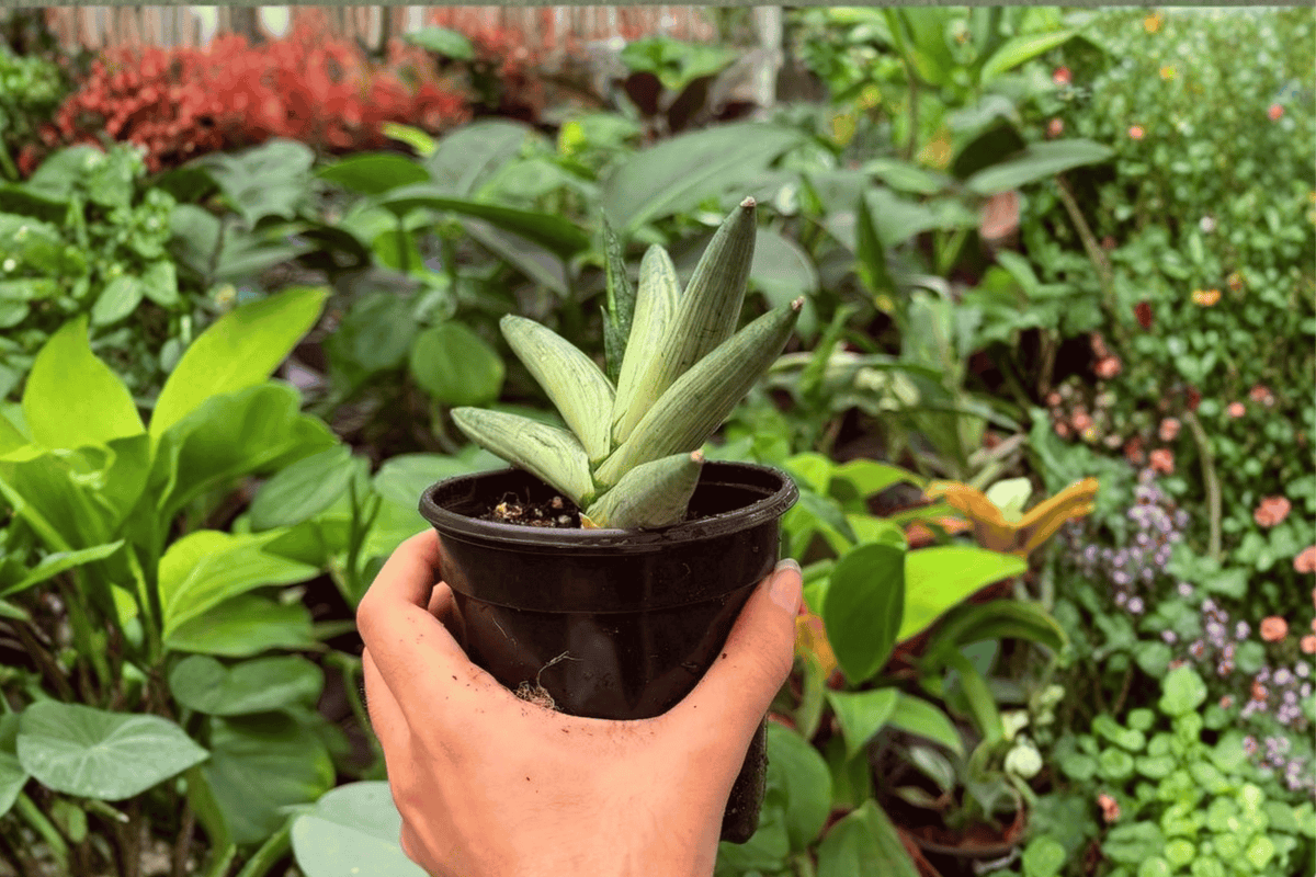 Variegated Sansevieria Boncel Starfish - 2 Live Plants (Exact Specimens) 4" Pot