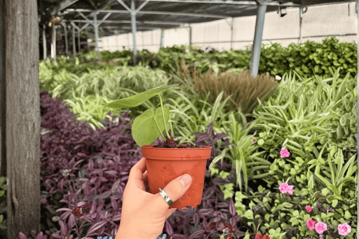 Anthurium Silver x Papi Golden - 2 Exact Live Plants in 4-Inch Pots