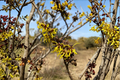 Witch Hazel Zitronenjette Bare Root Live Plant, 12" Tall - Hamamelis × intermedia