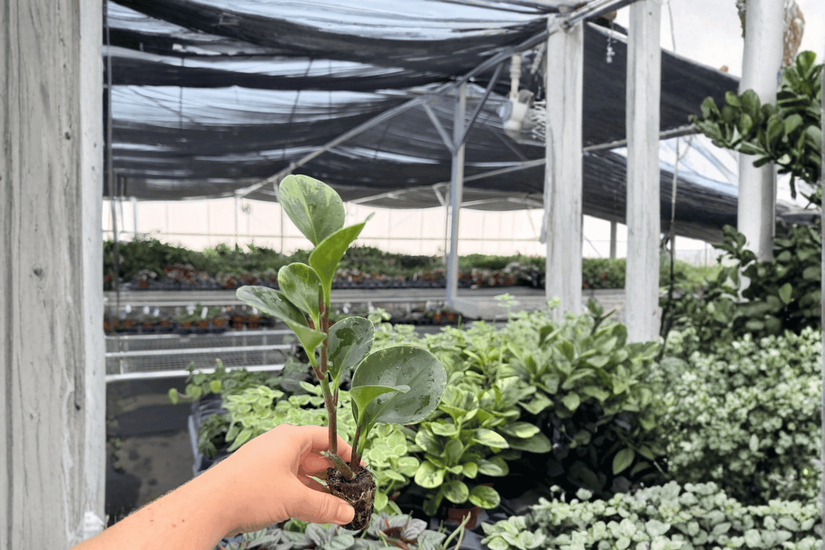 Marble Green Peperomia albomarginata Starter Plants - 2 Live Variegated Peperomia