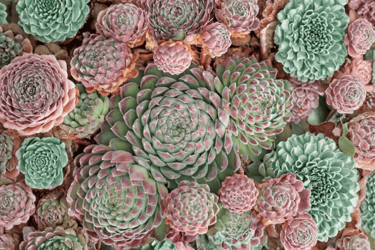 Chick Charms Sugar Shimmer Hens and Chicks Sempervivum – 4-Inch Pot, 1 Live Plant
