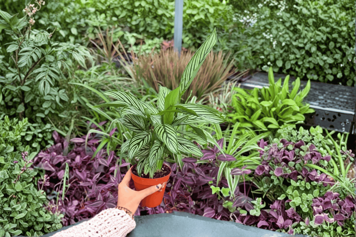 Calathea Vittata (Goeppertia elliptica 'Vittata') - 2 Live 4-Inch Pots