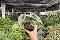 Alocasia Platinum 'Bisma' - 2 Exact Live Plants in 4-Inch Pots