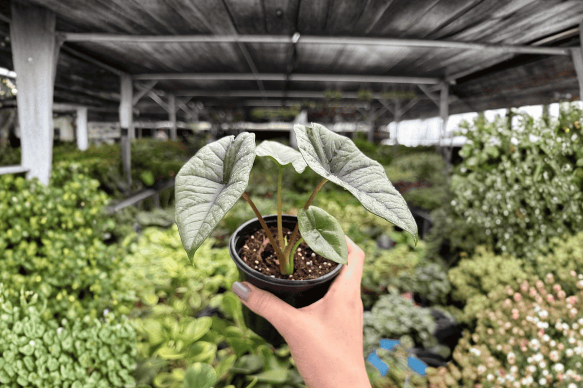 Alocasia Platinum 'Bisma' - 2 Exact Live Plants in 4-Inch Pots