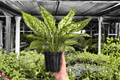 Aglaonema Wintery Winehouse - 2 Live Plants in 4-Inch Pots, Exact Plants Pictured